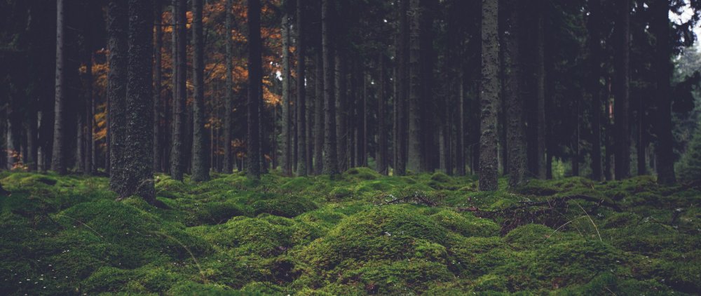 Густой лес панорама