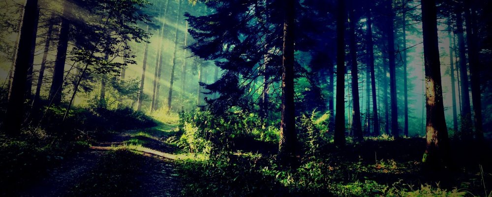 «Ночь в лесу»