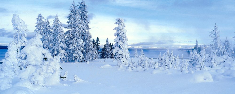 Панорама зимнего леса