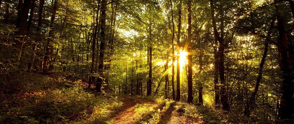 Панорама леса