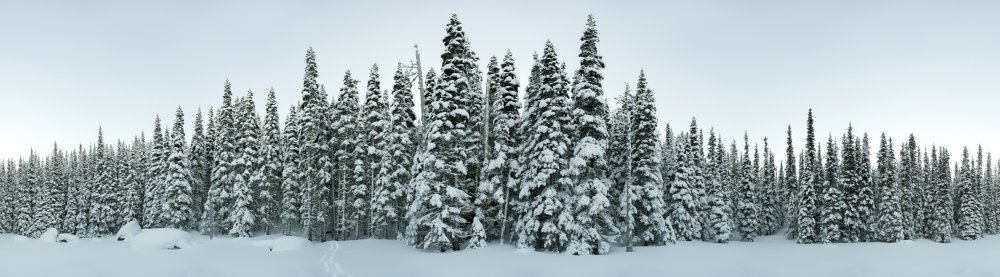 Панорама зима лес