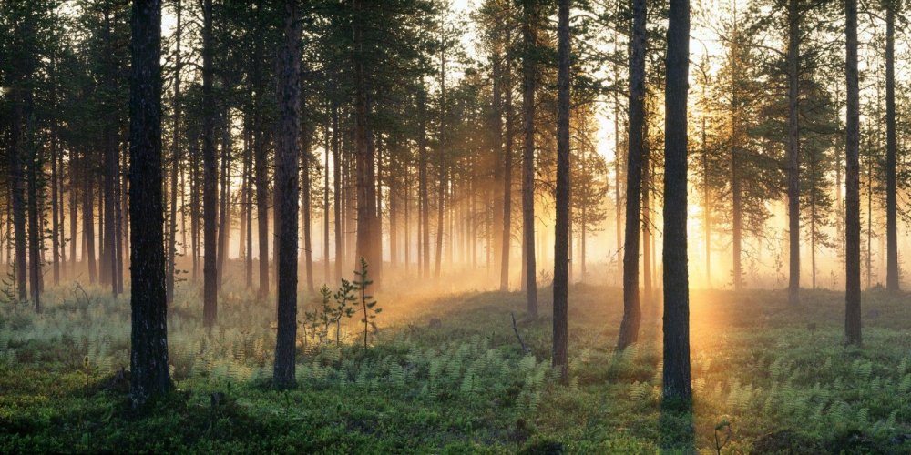 Панорама леса