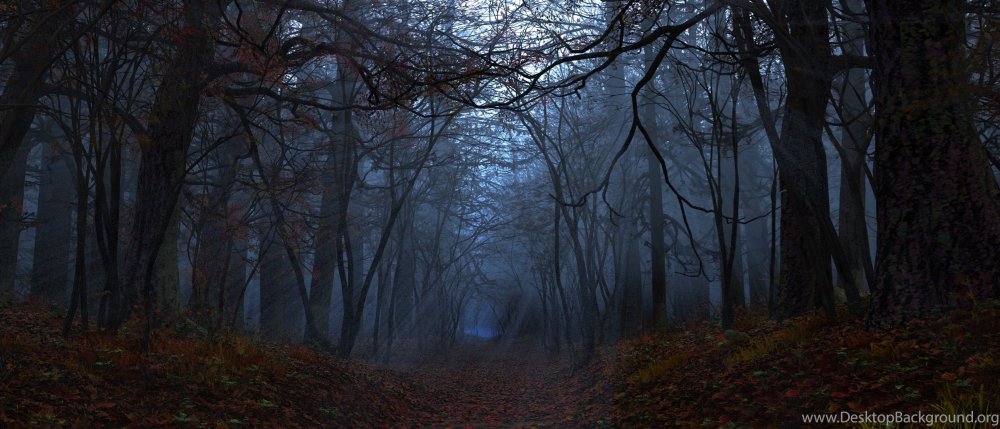 Обложка для сайта ВК 800х400 лес