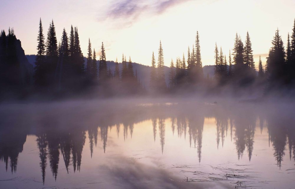 Лес озеро туман