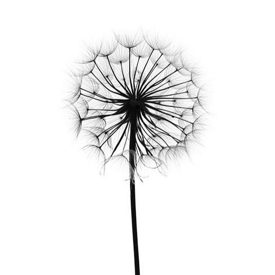 Одуванчик геометрия