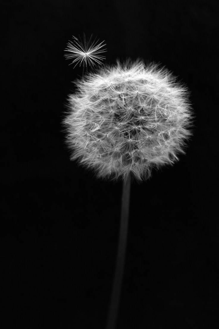Одуванчик на черном фоне