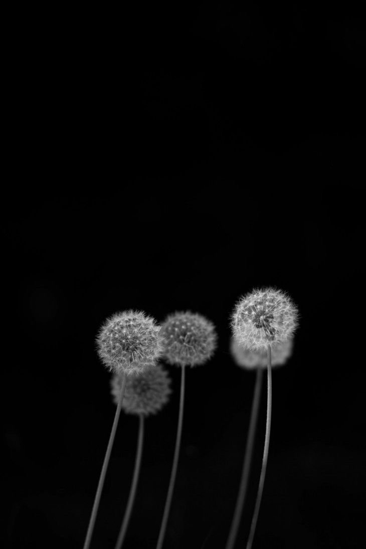 Одуванчик на черном фоне