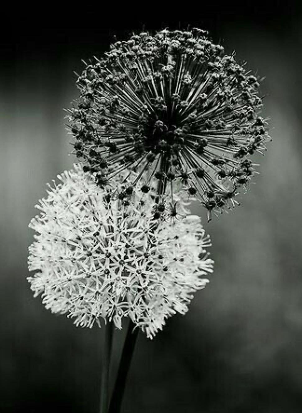 Одуванчик чб