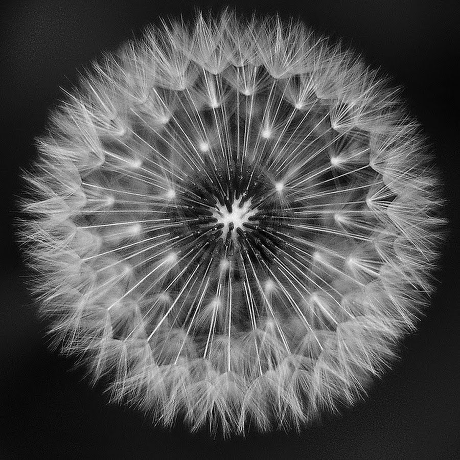 Одуванчик на темном фоне