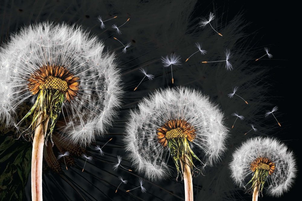 Фотообои одуванчик