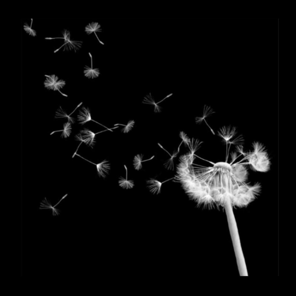 Одуванчик на черном фоне