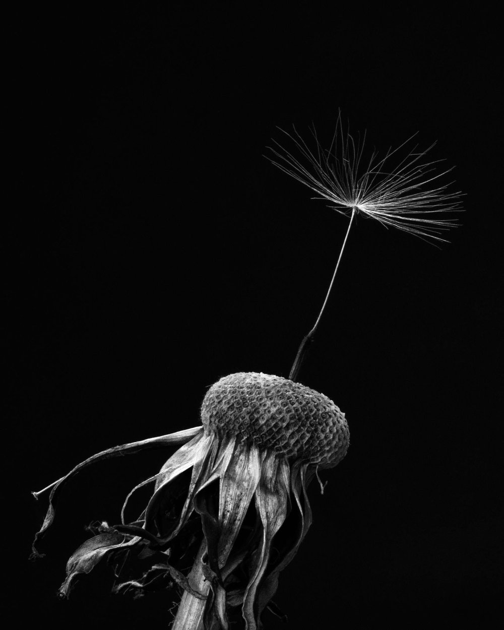 Одуванчик на черном фоне