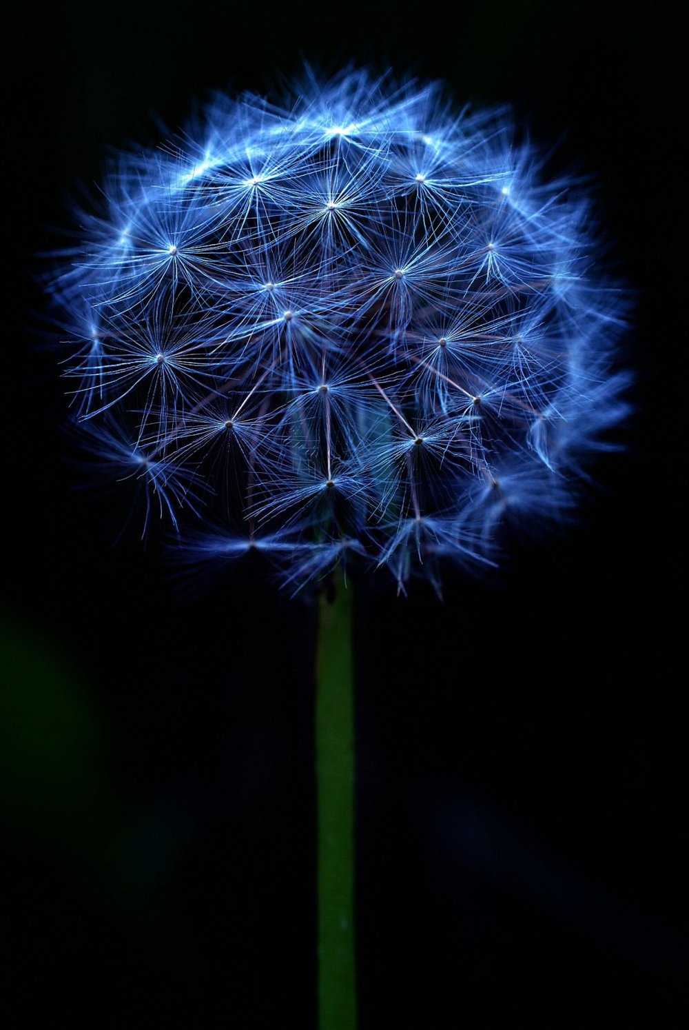 Неоновый одуванчик