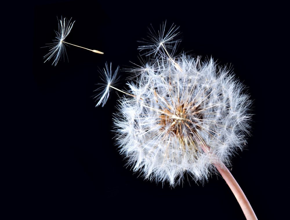 Одуванчик на черном фоне