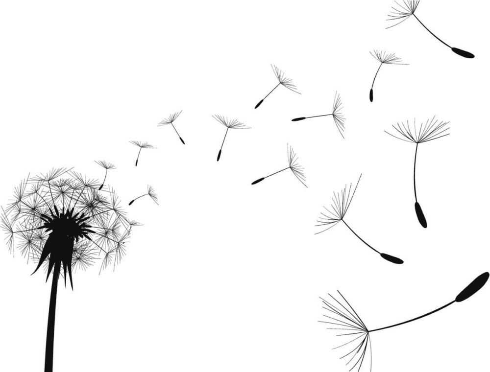 Пушинки одуванчика на прозрачном фоне