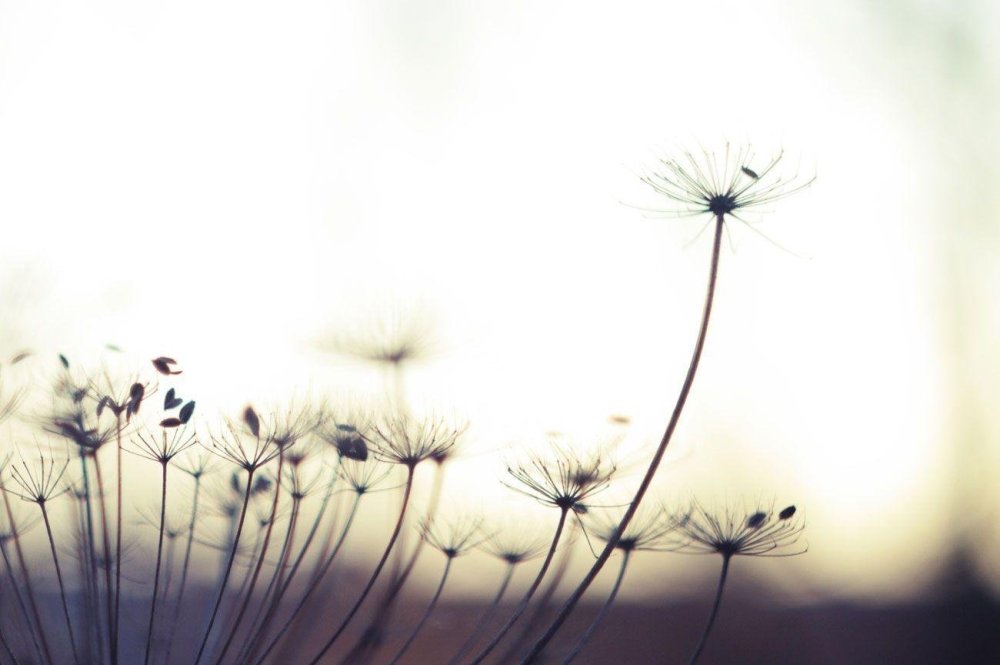 Одуванчик на бежевом фоне