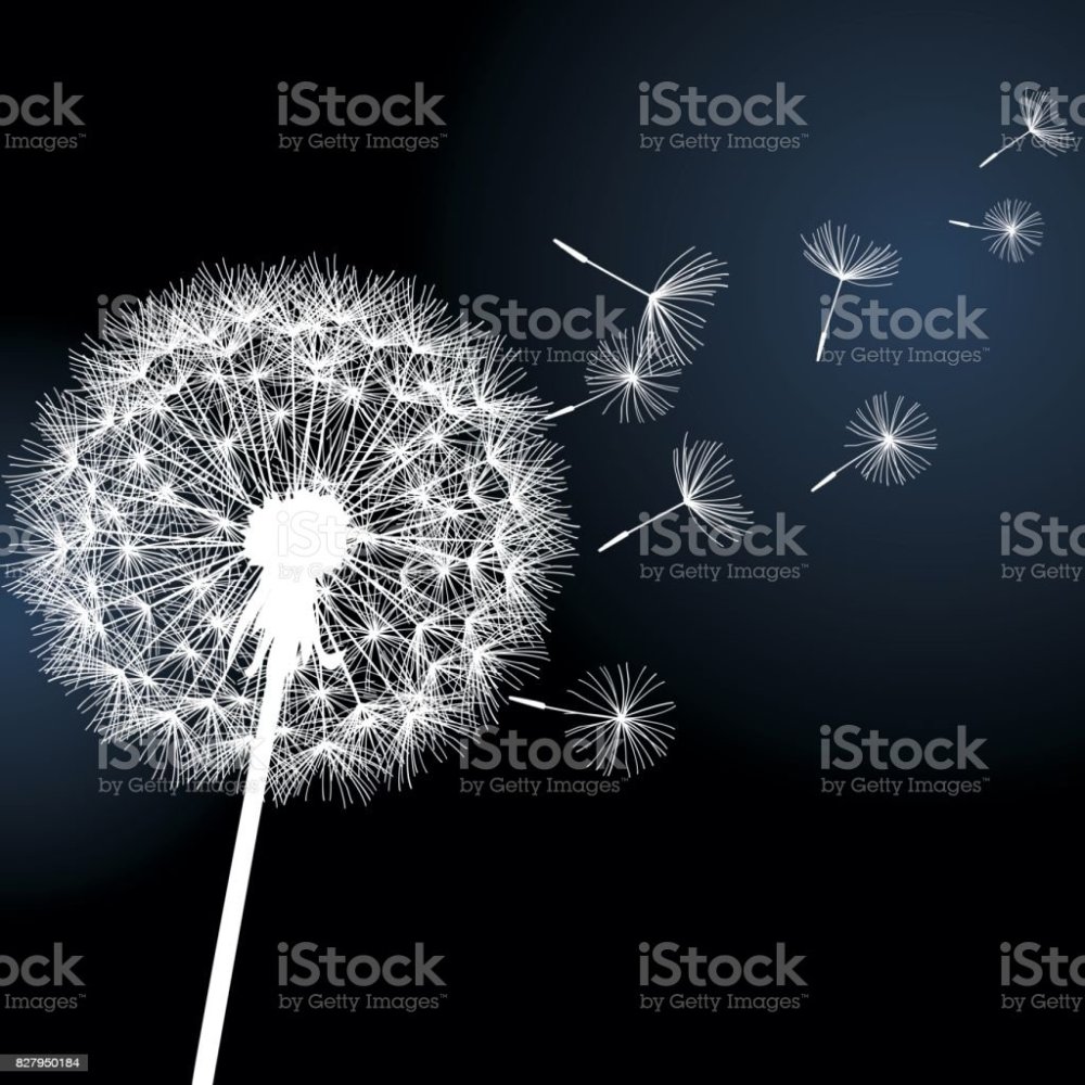 Одуванчик рисунок