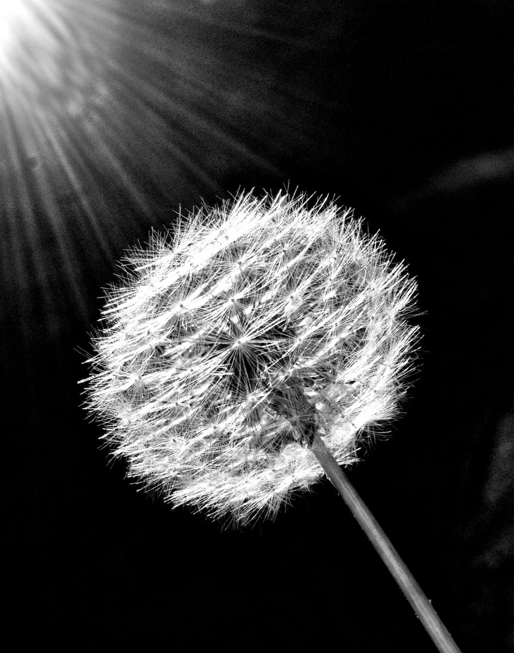Одуванчик чёрно-белый