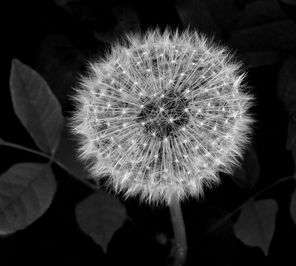 Одуванчик чёрно-белый