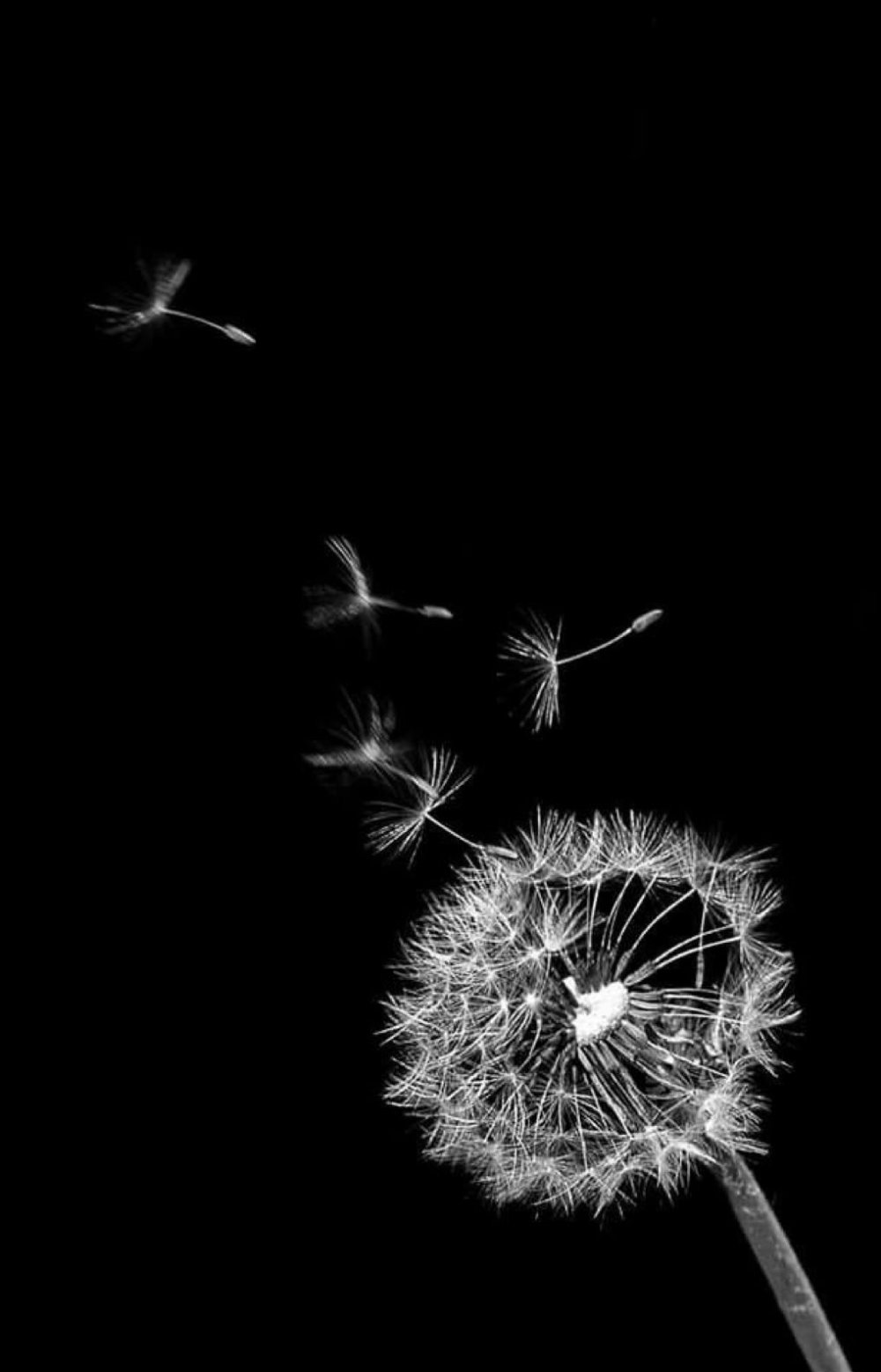 Одуванчик черно белый
