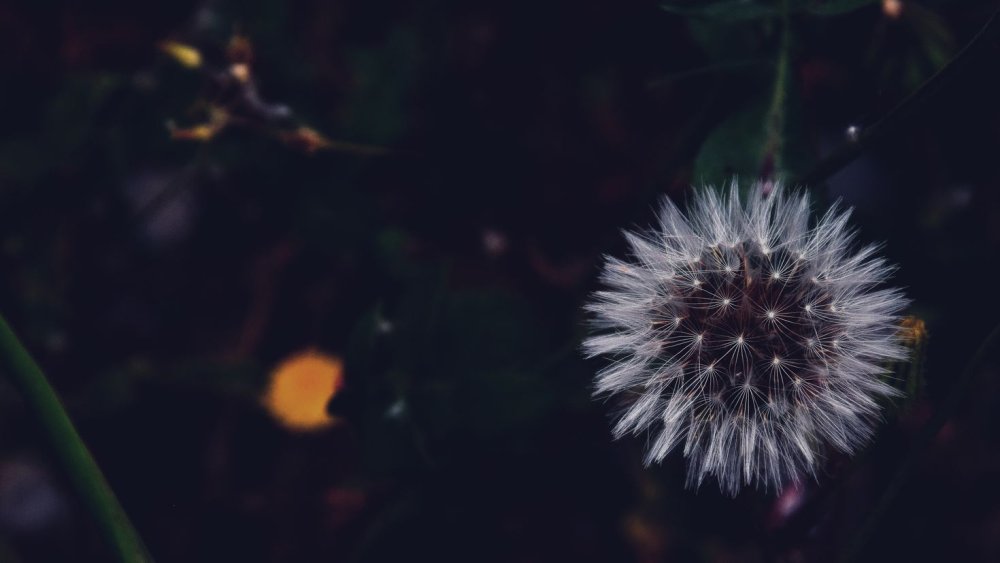 Одуванчик черно белый