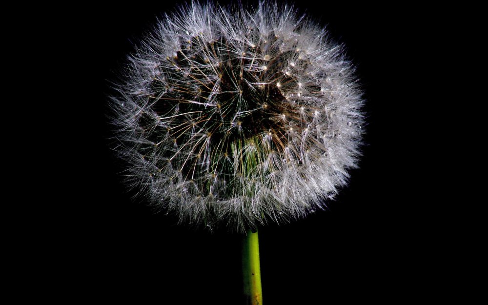 Одуванчик на черном фоне