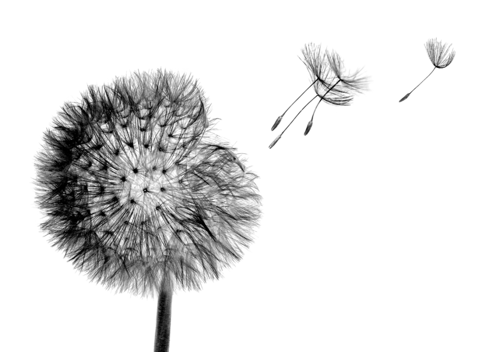 Картина черно-белые одуванчики