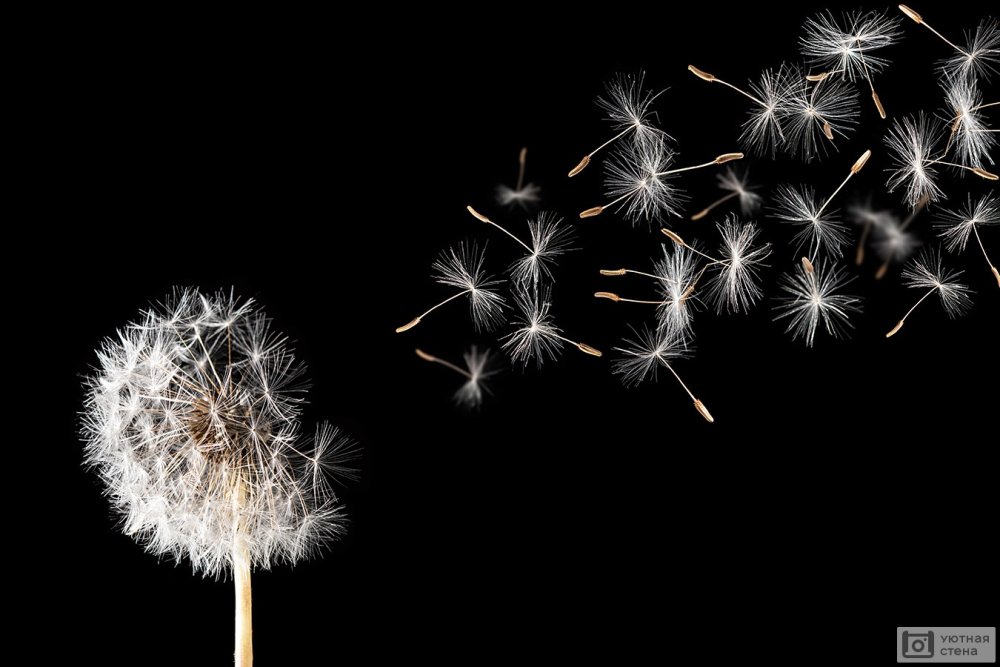 Семена одуванчика на черном фоне