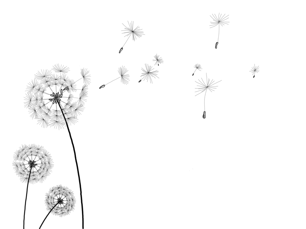Одуванчик картинка для детей на прозрачном фоне