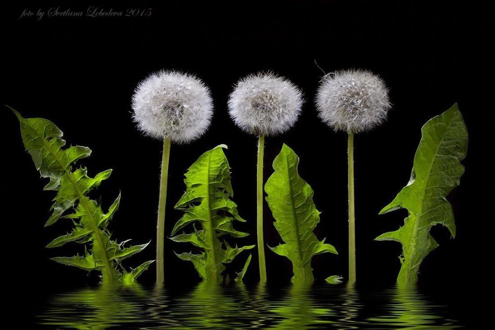Одуванчик на черном фоне