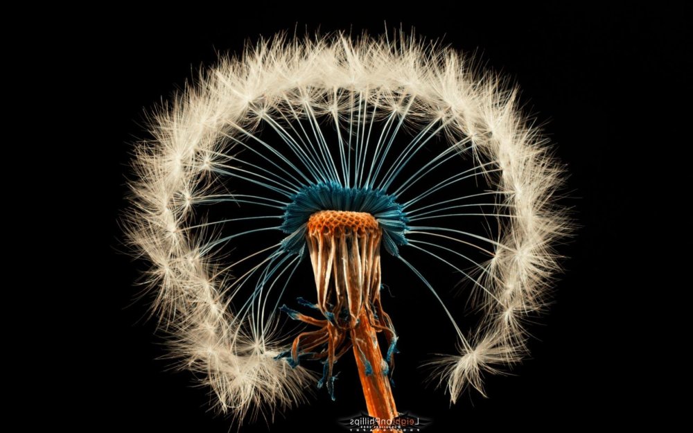 Одуванчик на черном фоне обои