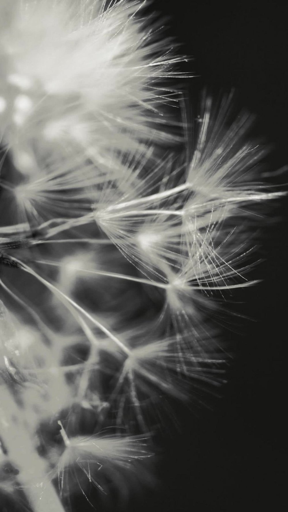 Одуванчик черно белый