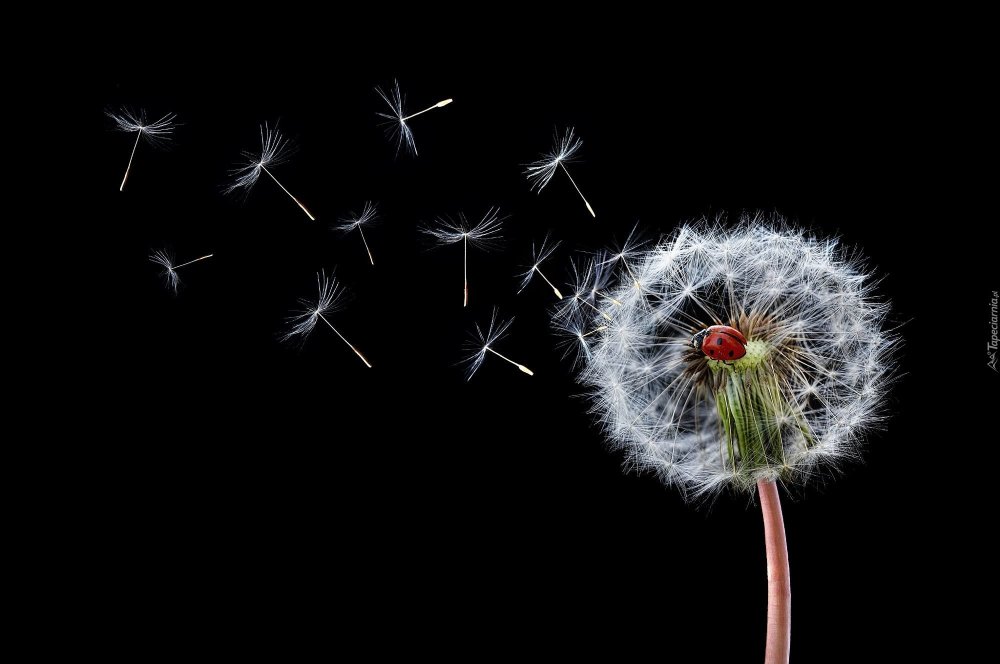 Одуванчик на темном фоне