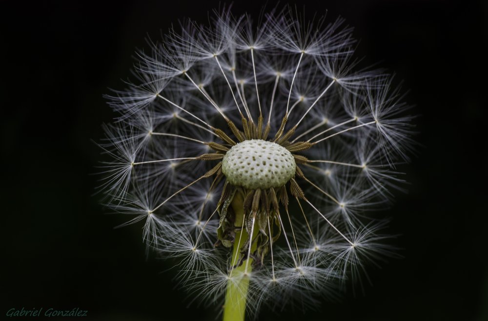 Одуванчик белый