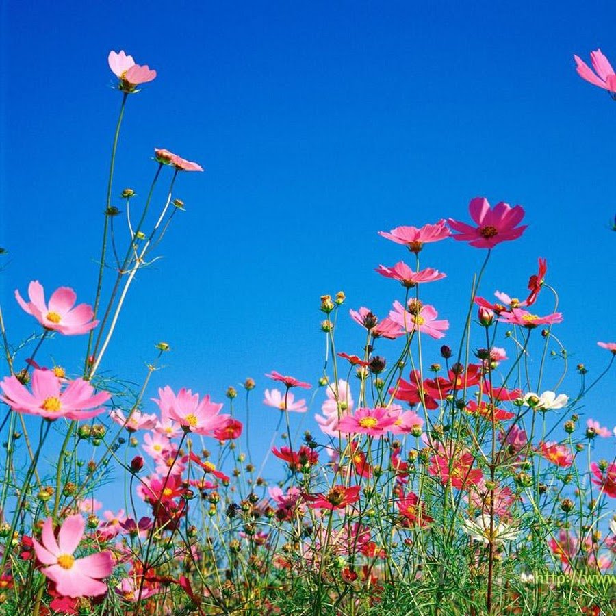 Космея пейзаж