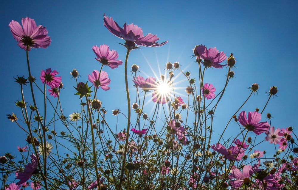 Цветы космея солнце