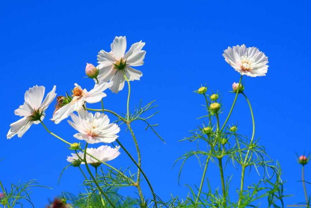 Космея фотообои