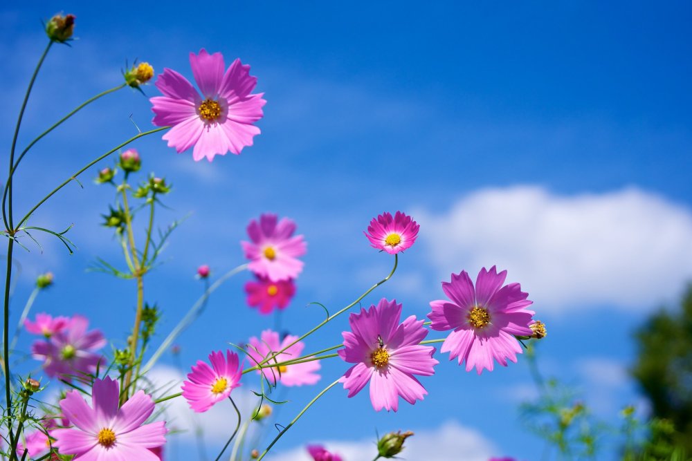 Цветы на фоне неба