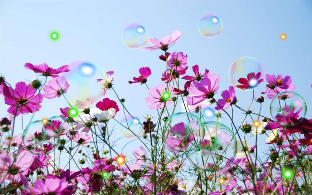 Космея на фоне голубого неба