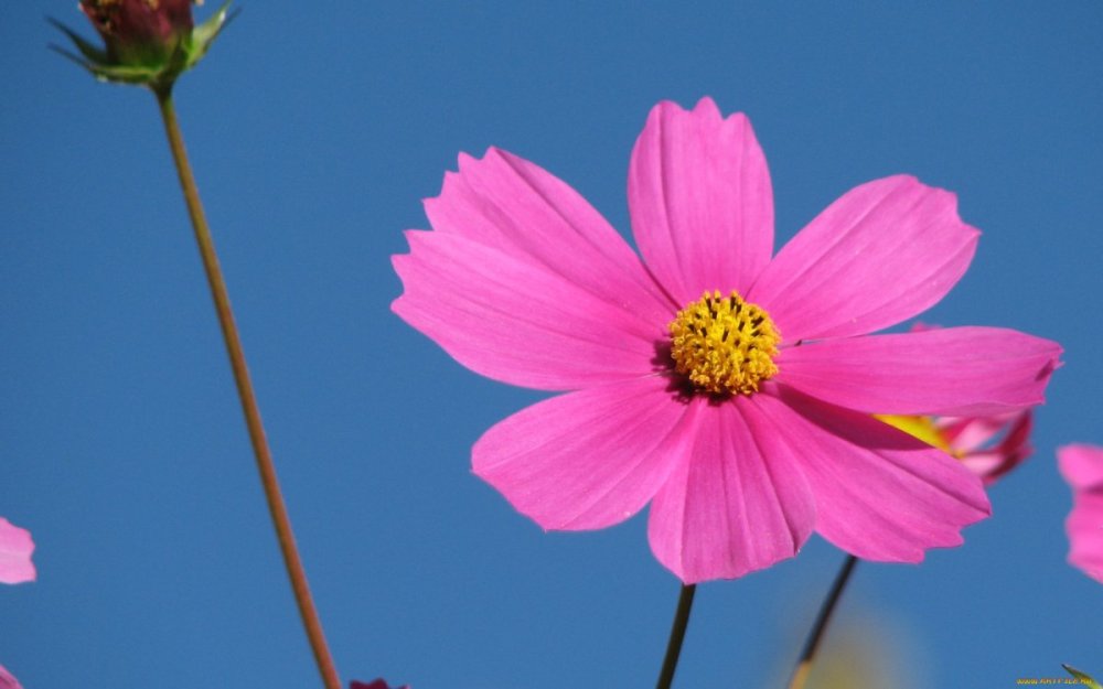 Ромашка космея махровая