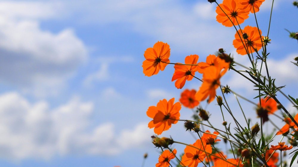 Космея цветок