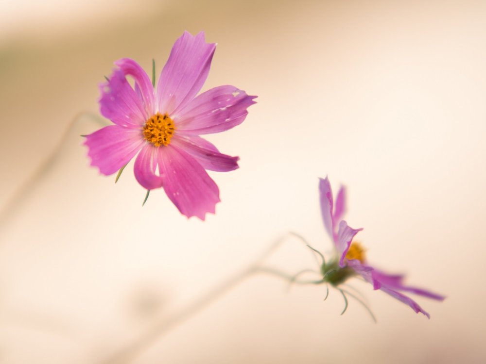 Фон для рабочего стола космея