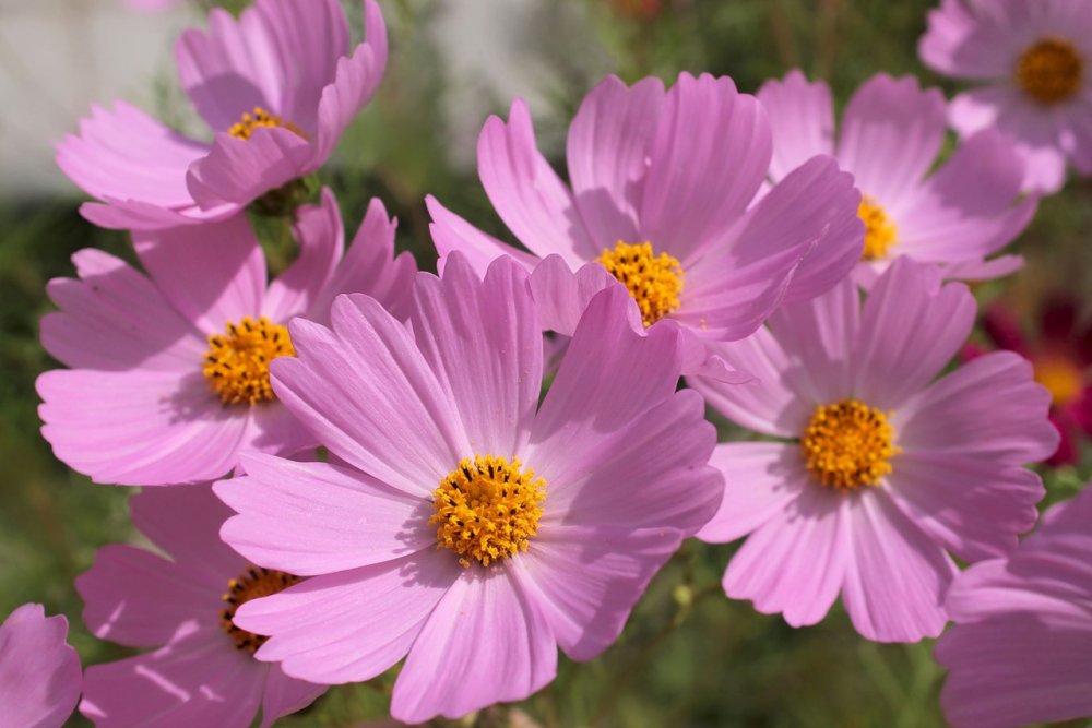 Космея оранжевая