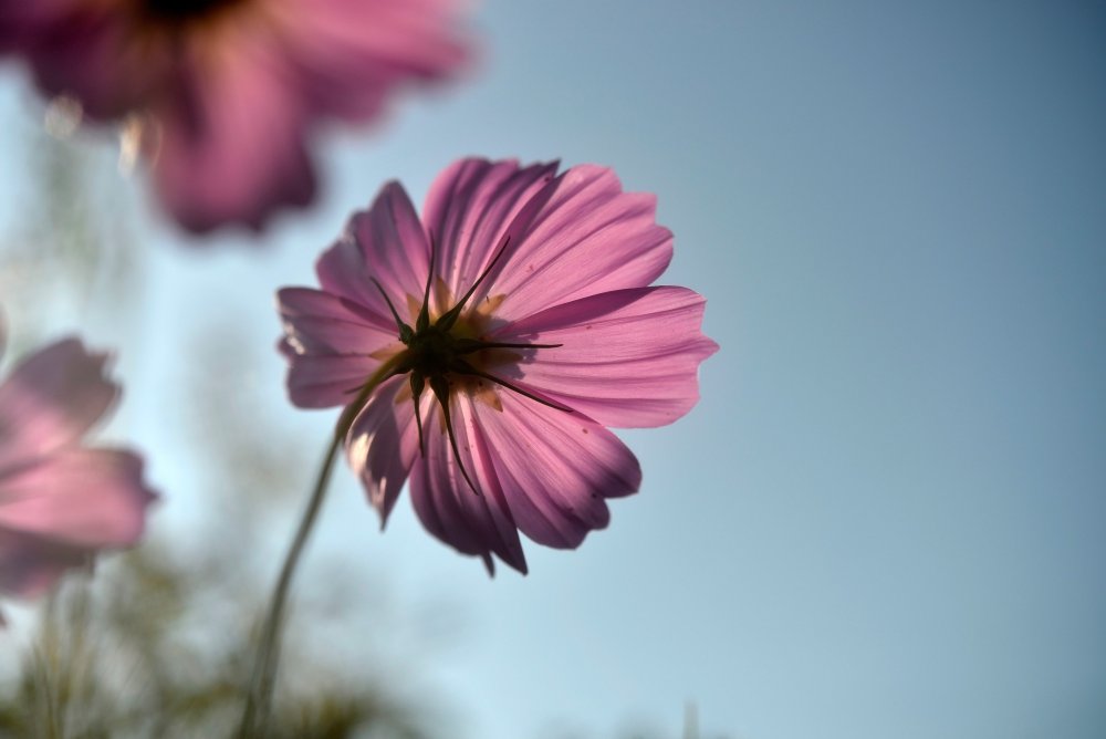 Цветок с опавшими лепестками