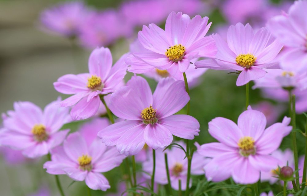 Космея цветок макро