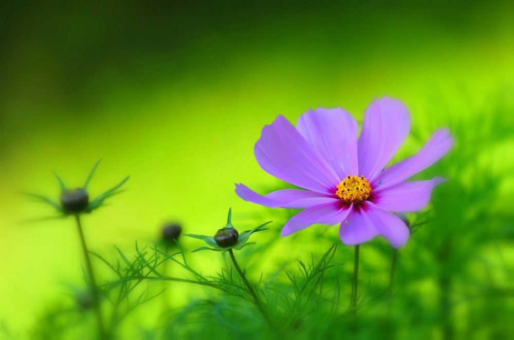 Цветы на зеленом фоне