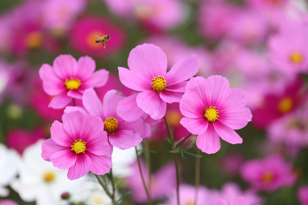 Космея поле