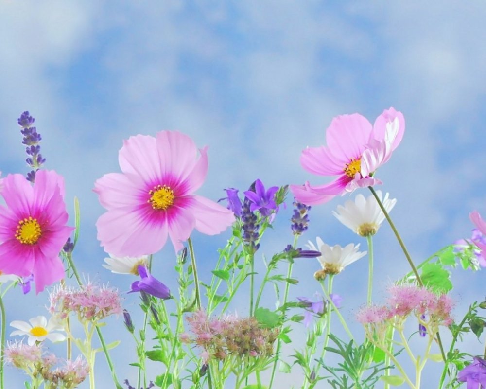 Цветочный фон