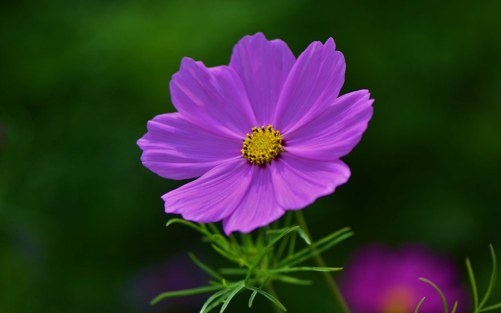 Космея цветок Космик