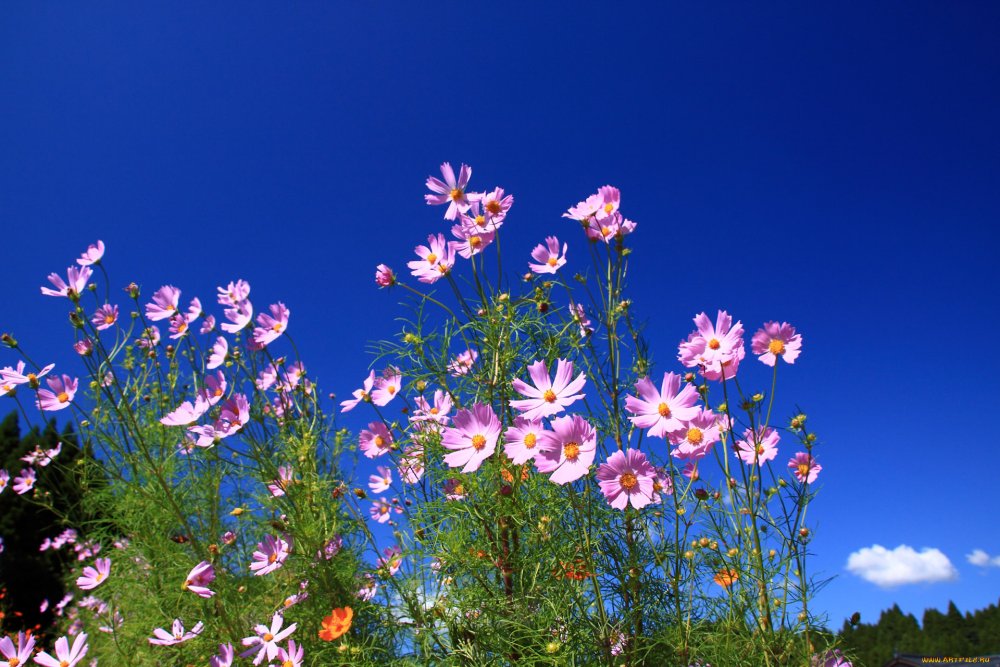 Космея цветы голубые